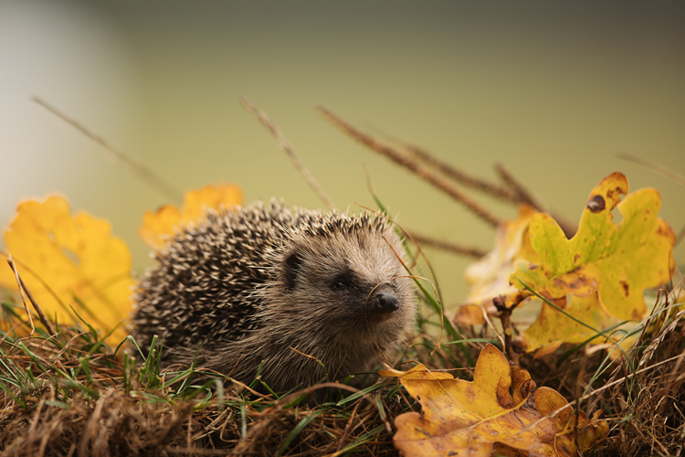 Hedgehog